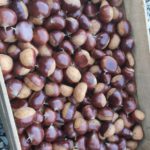 Marroni Giapponesi