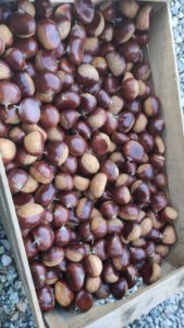 Marroni Giapponesi