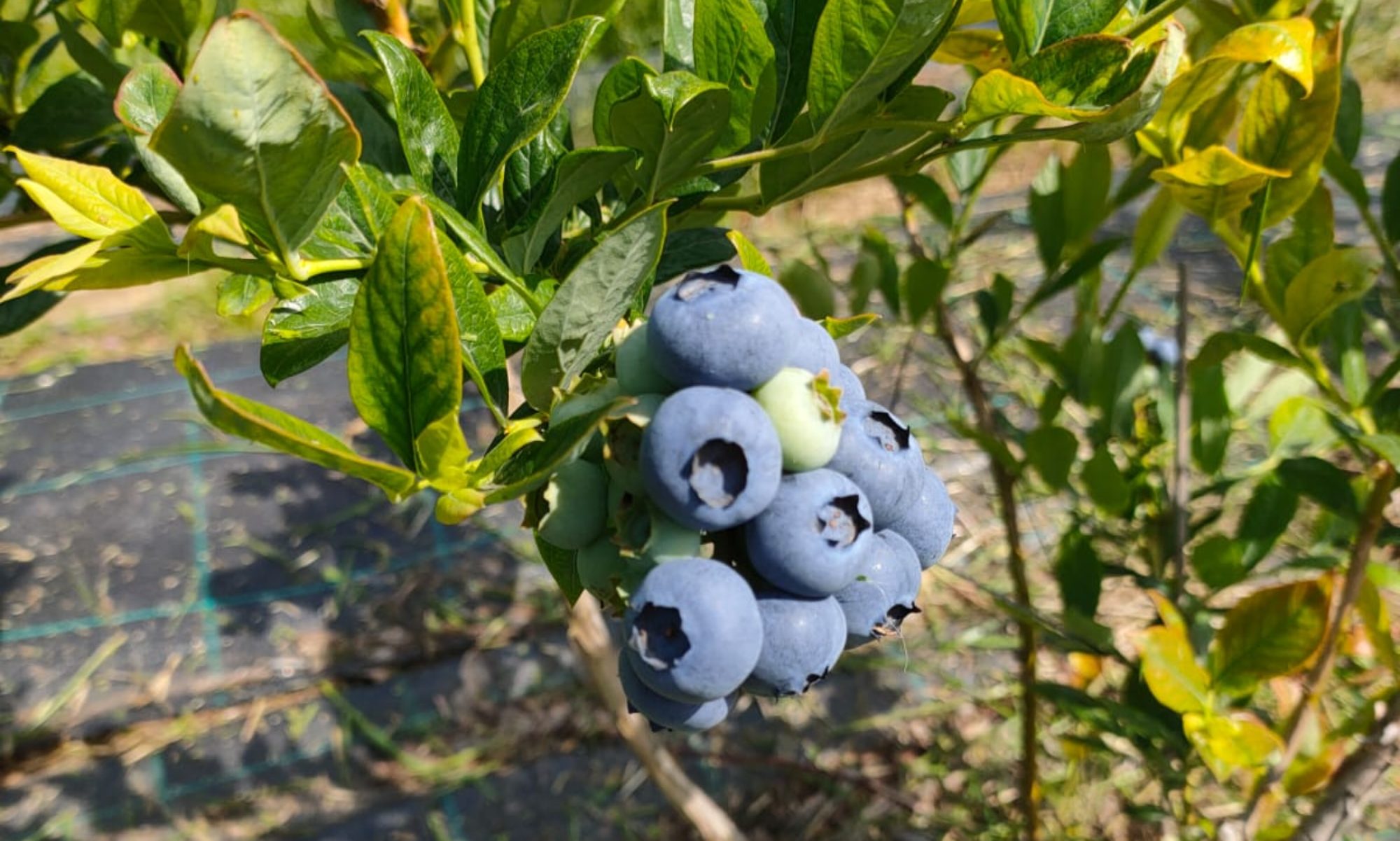 Le Dolci Bacche Della Me